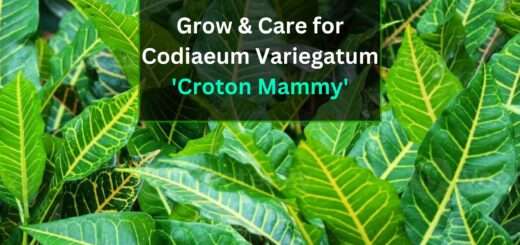 croton mammy