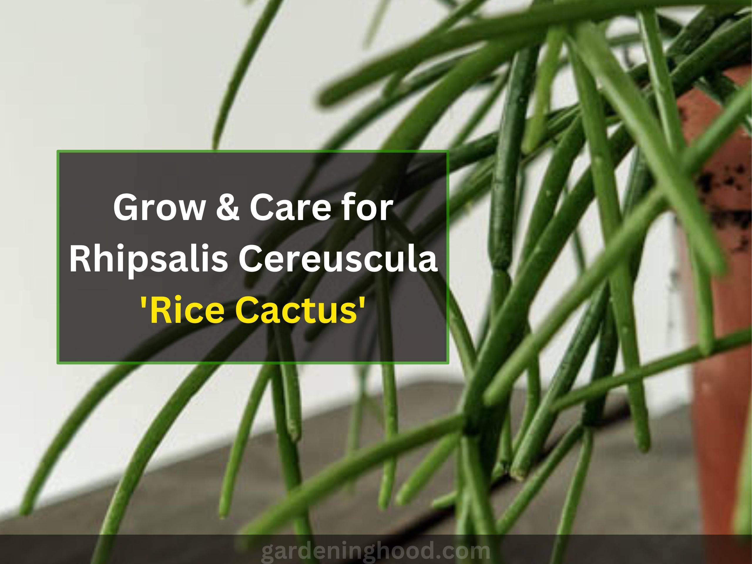 Grow & Care for Rhipsalis Cereuscula 'Rice Cactus'