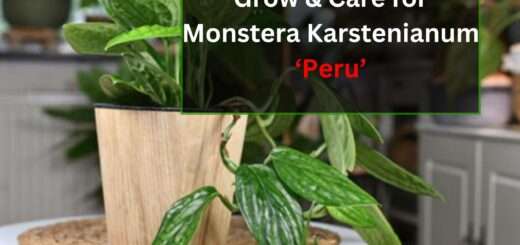 How to Grow & Care for Monstera Karstenianum ‘Peru’