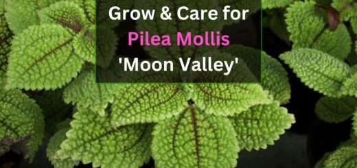 pilea mollis