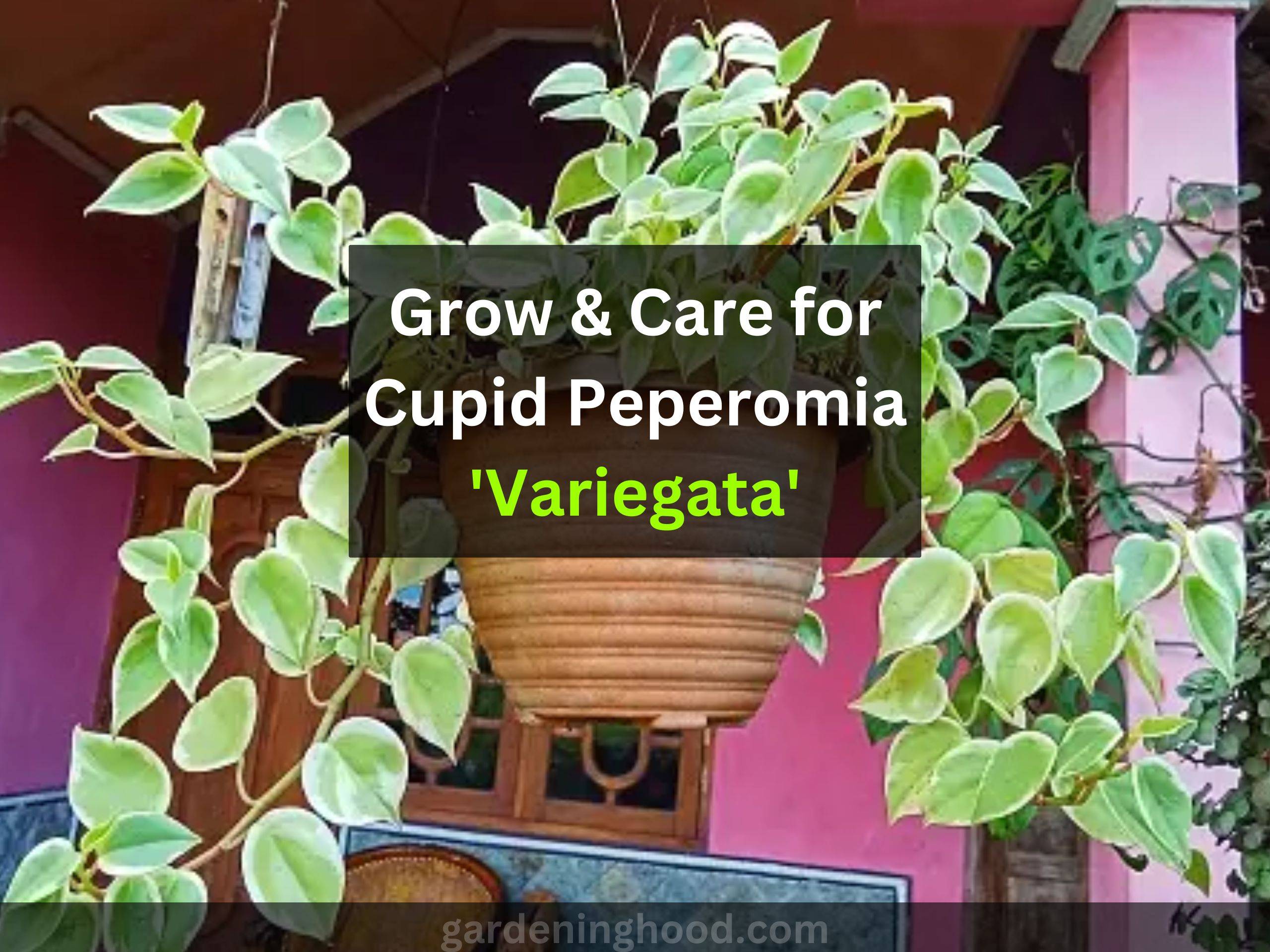 How to Grow & Care for Cupid Peperomia 'Variegata' (2024)