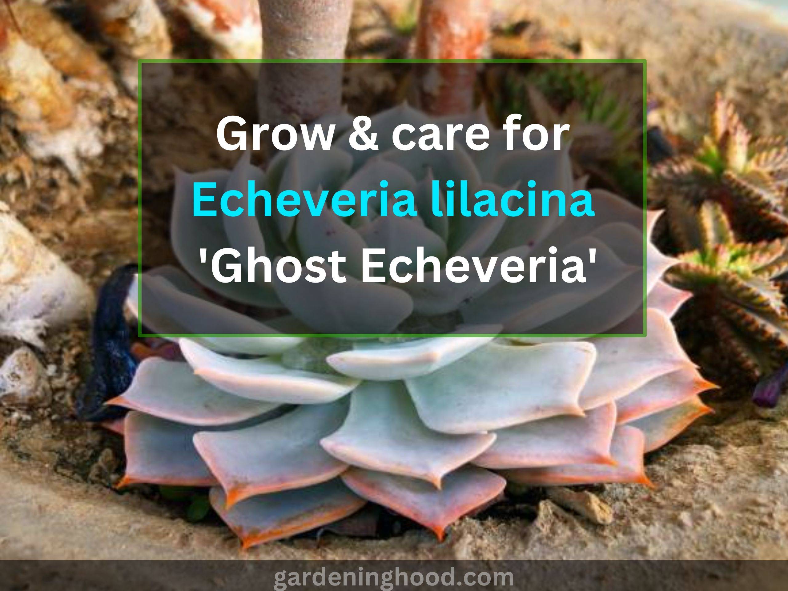 grow & care for echeveria lilacina 'ghost echeveria'