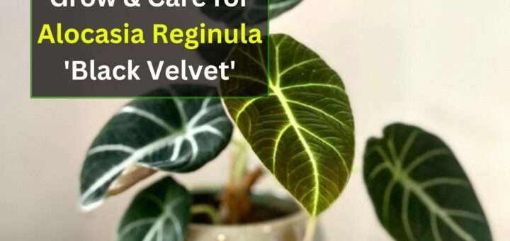 Grow & Care for Alocasia Reginula 'Black Velvet'