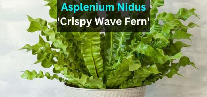 Asplenium Nidus