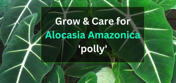 grow & care for alocasia amazonica 'polly'