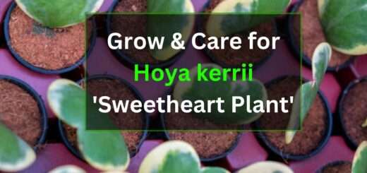 Grow & Care for Hoya kerrii 'Sweetheart Plant'