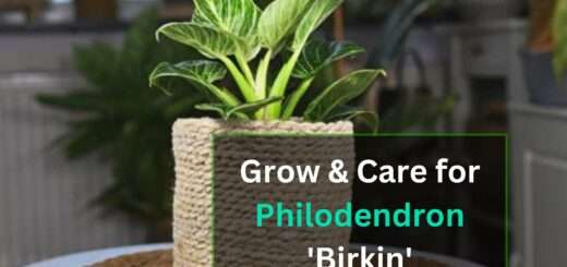 Grow & Care for Philodendron 'Birkin'