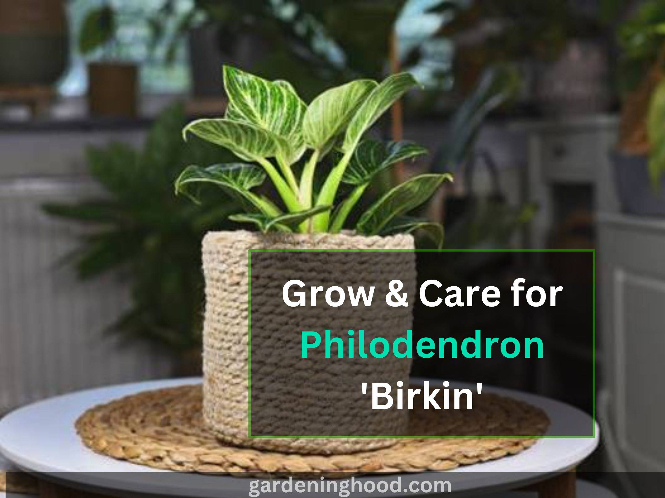 Grow & Care for Philodendron 'Birkin'