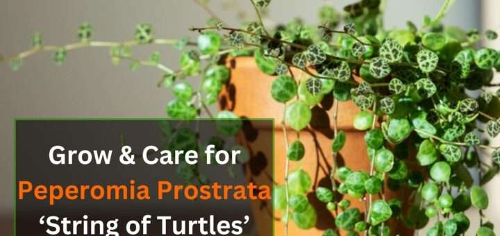 Grow & Care for Peperomia Prostrata ‘String of Turtles’