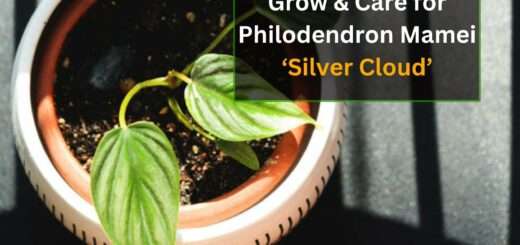 Philodendron Mamei ‘Silver Cloud’