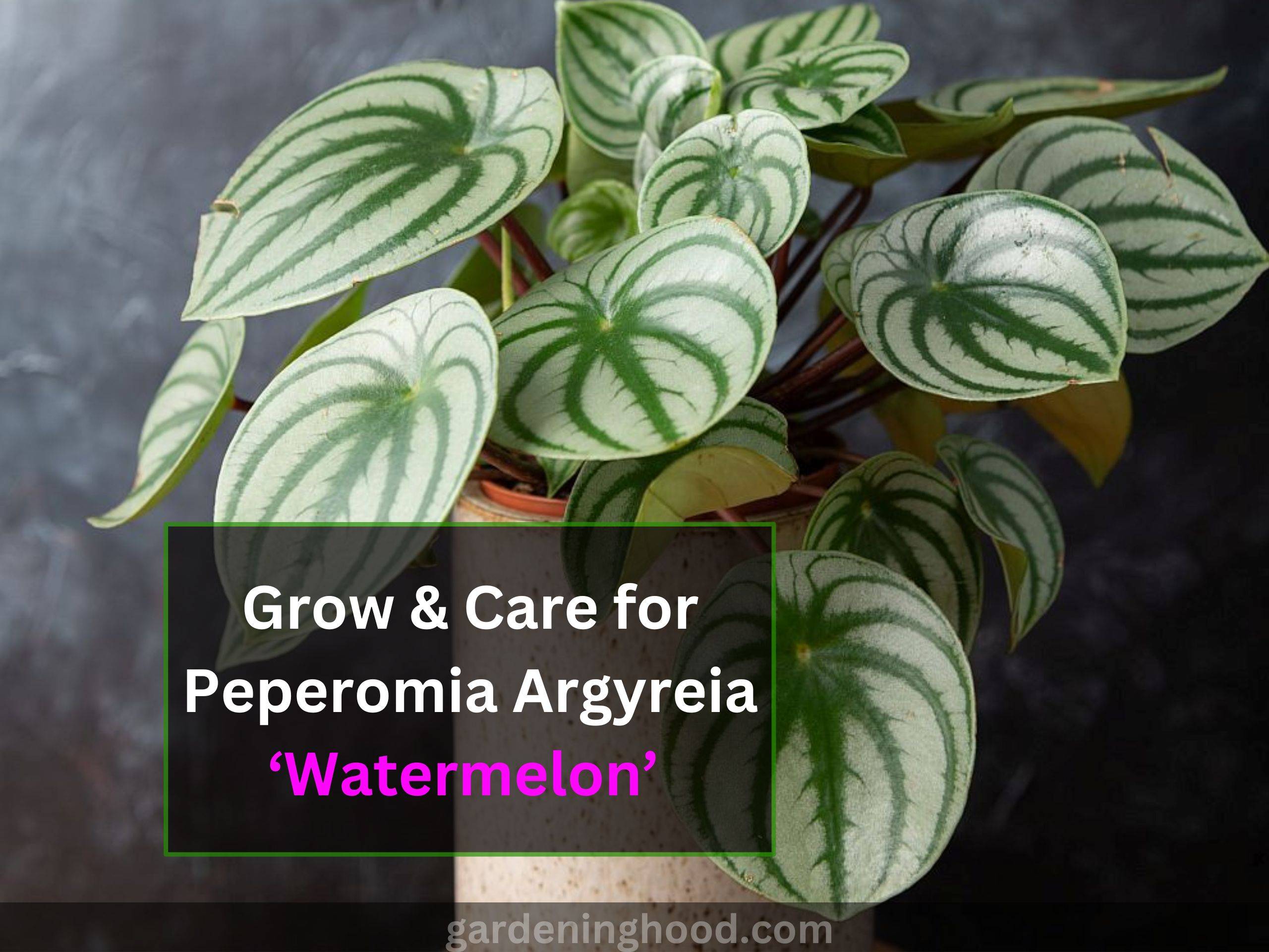 Peperomia Argyreia ‘Watermelon’