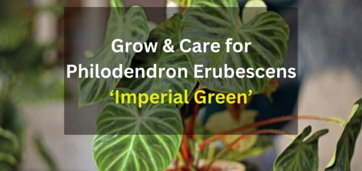 Grow & Care for Philodendron Erubescens ‘Imperial Green’