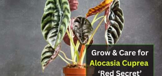 Alocasia Cuprea