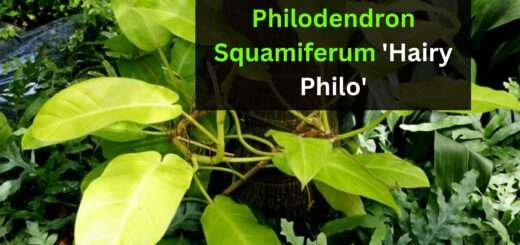 Philodendron Squamiferum