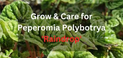 Grow & Care for Peperomia Polybotrya 'Raindrop'