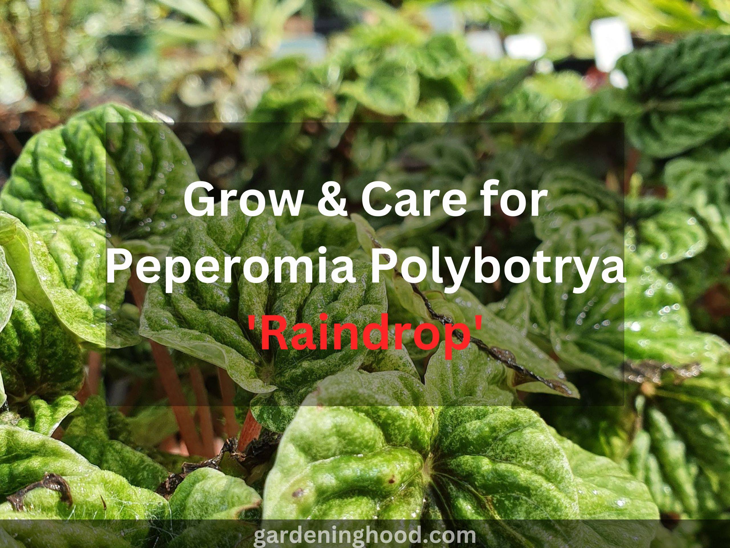 Grow & Care for Peperomia Polybotrya 'Raindrop'