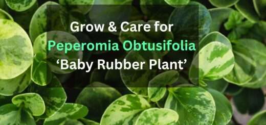 Grow & Care for Peperomia Obtusifolia ‘Baby Rubber Plant’