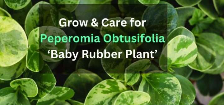 Grow & Care for Peperomia Obtusifolia ‘Baby Rubber Plant’