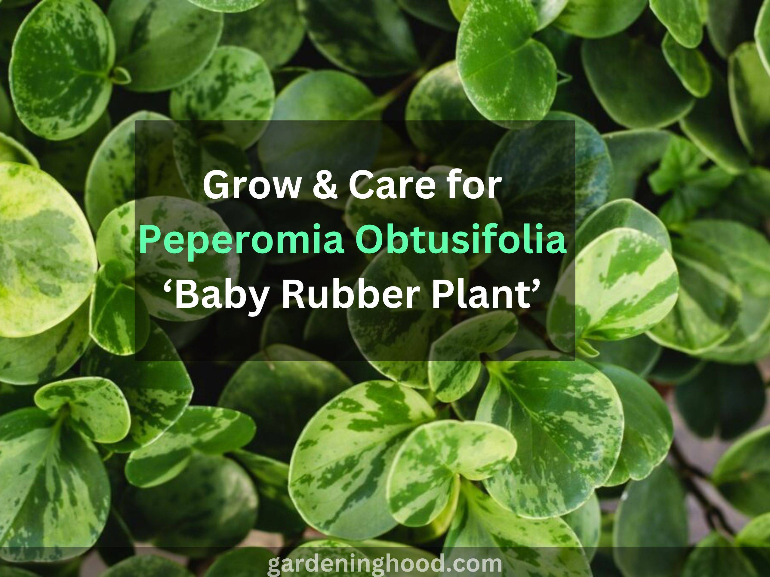 Grow & Care for Peperomia Obtusifolia ‘Baby Rubber Plant’