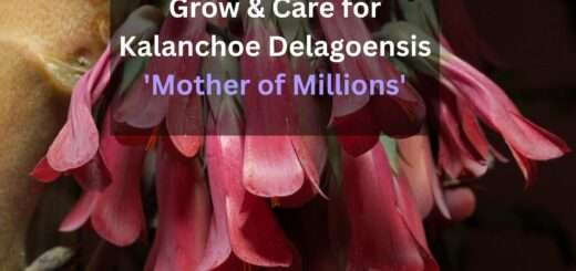 Grow & Care for Kalanchoe Delagoensis 'Mother of Millions'