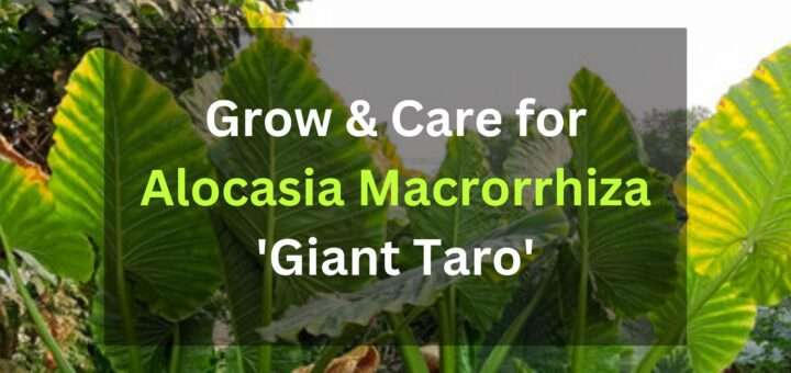 Grow & Care for Alocasia Macrorrhiza 'Giant Taro'