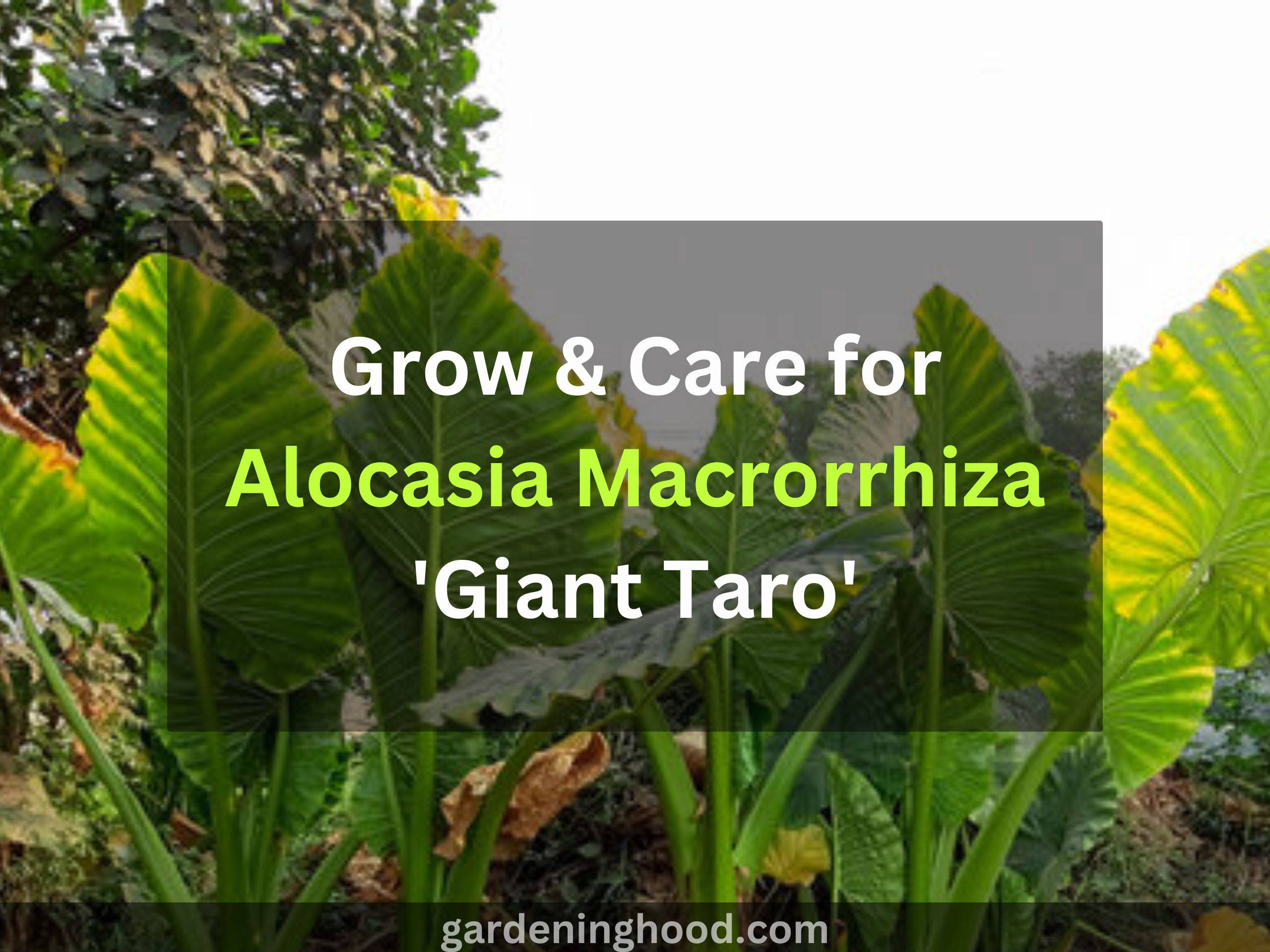 Grow & Care for Alocasia Macrorrhiza 'Giant Taro'