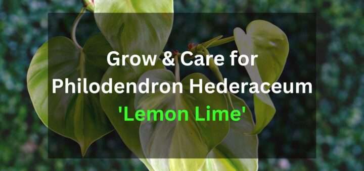 Grow & Care for Philodendron Hederaceum 'Lemon Lime'