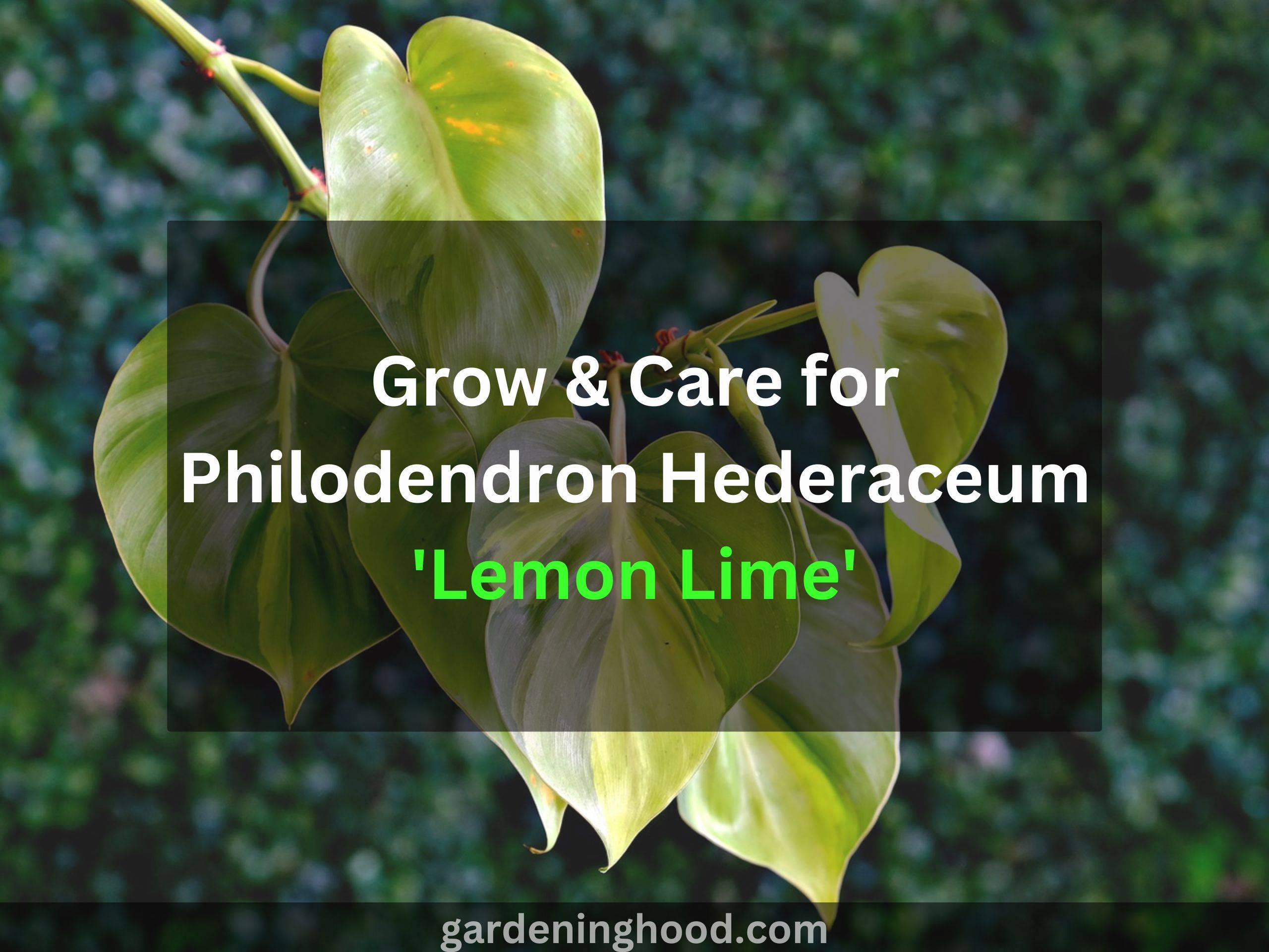 Grow & Care for Philodendron Hederaceum 'Lemon Lime'