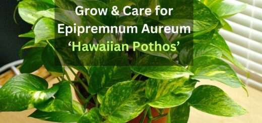 Grow & Care for Epipremnum Aureum ‘Hawaiian Pothos’