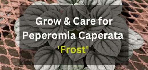 Grow & Care for Peperomia Caperata 'Frost'