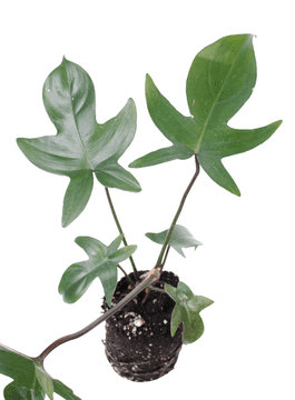 Philodendron Pedatum ‘Florida Ghost’ 