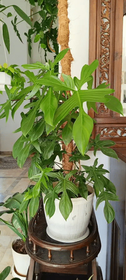 Philodendron Pedatum ‘Florida Ghost’ 