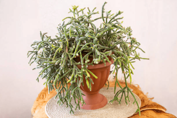 Rhipsalis Cereuscula 'Rice Cactus'