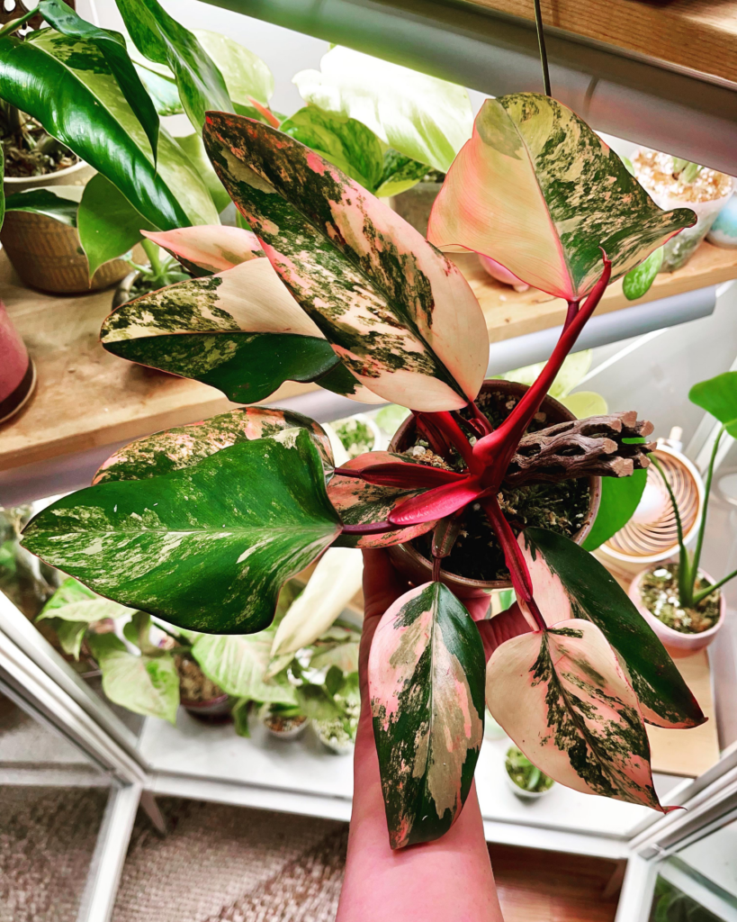 How to Grow & Care for Philodendron Erubescens ‘Strawberry Shake’ (2023)