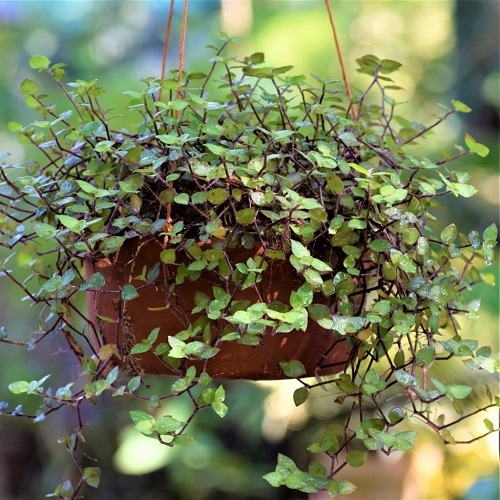 How to Grow & Care for Callisia Repens 'Turtle Vine'