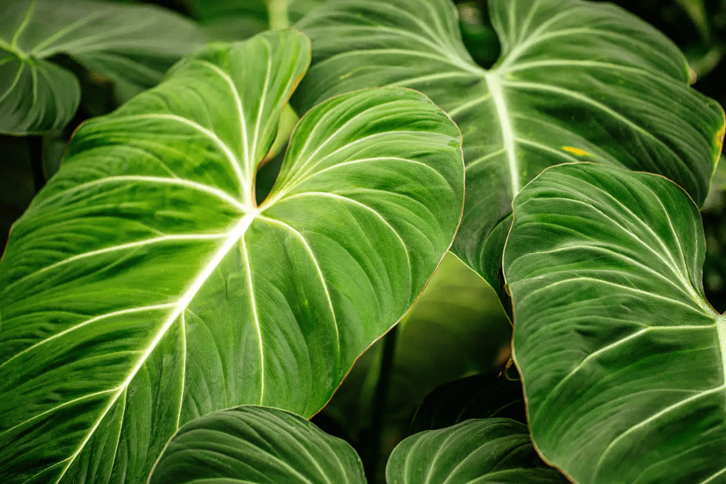 How to Grow & Care for Philodendron Gigas Houseplant (2023)