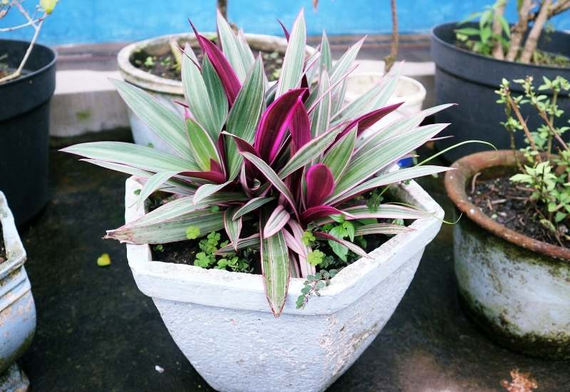How to Grow & Care for Tradescantia Spathacea 'Moses in the Cradle’