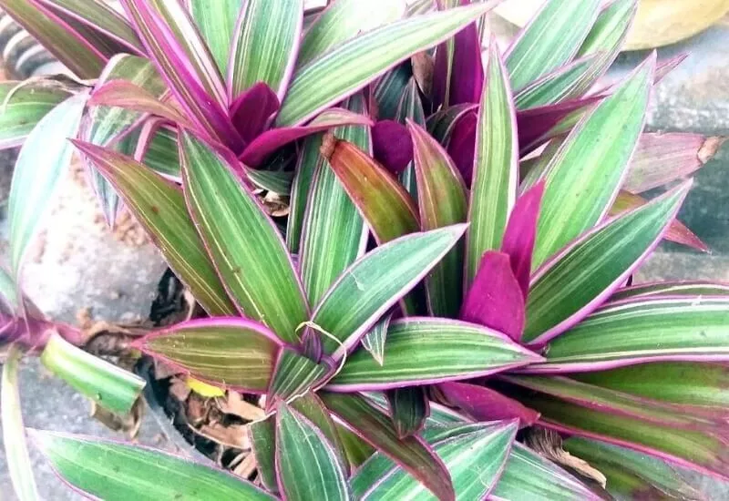 How to Grow & Care for Tradescantia Spathacea 'Moses in the Cradle’