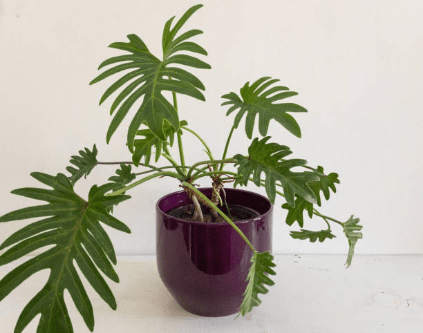 Grow & Care for Philodendron Erubescens ‘Imperial Green’