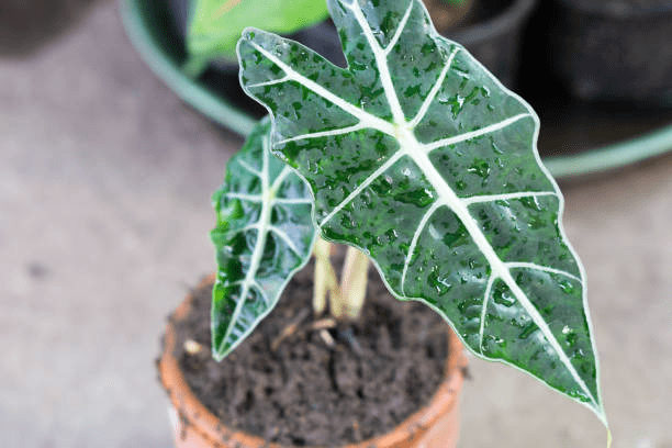 How to Grow & Care for Alocasia Baginda 'Dragon Scale' 