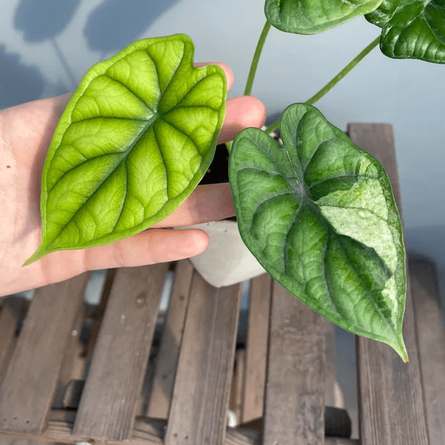 How to Grow & Care for Alocasia Baginda 'Dragon Scale'