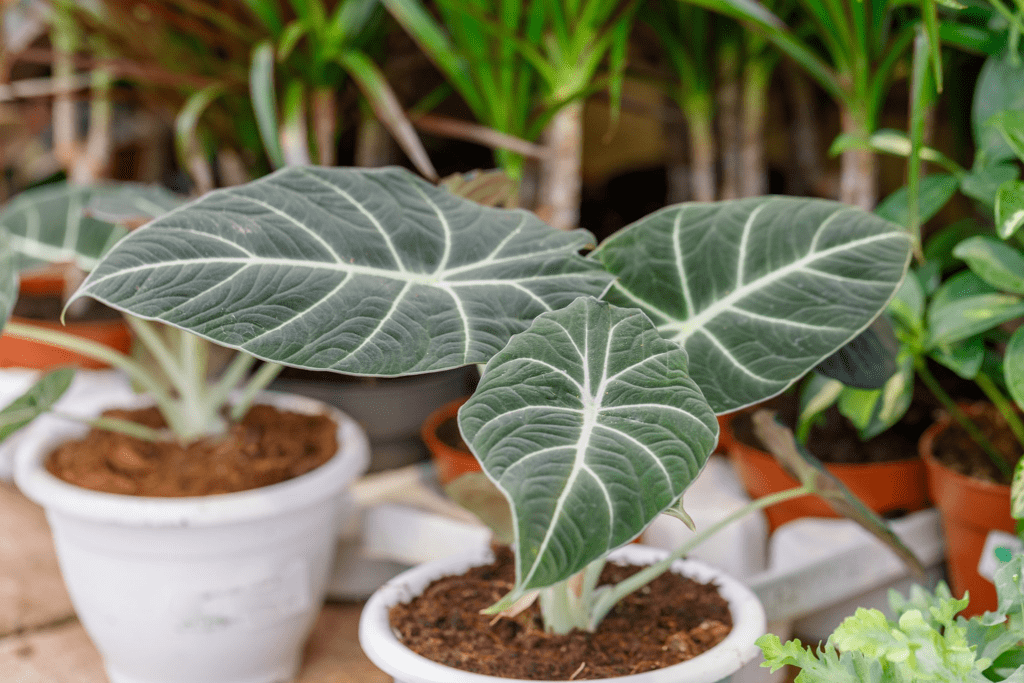 Grow & Care for Alocasia Amazonica 'Polly' 