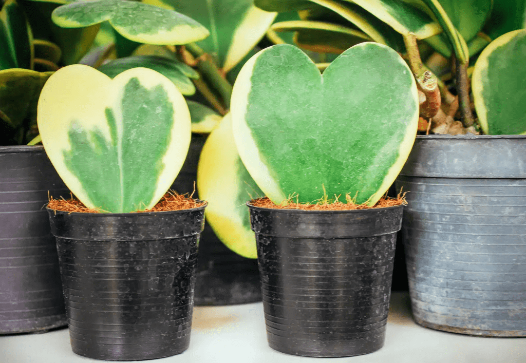 Grow & Care for Hoya kerrii 'Sweetheart Plant'