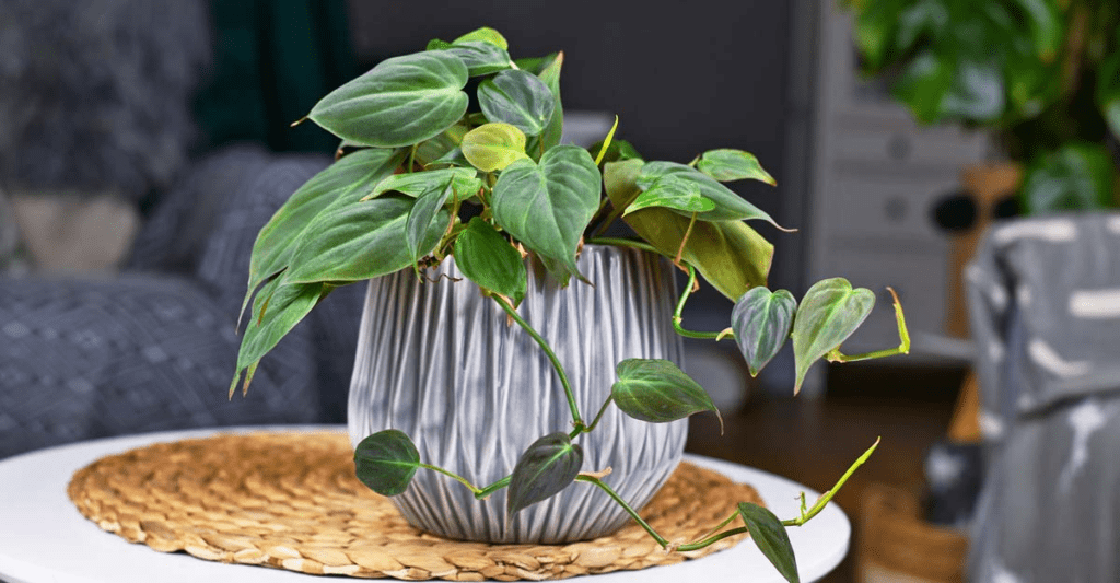 Grow & Care for Philodendron 'Birkin' 