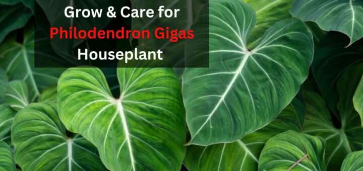 Philodendron Gigas Houseplant