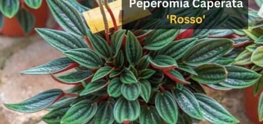 How to Grow & Care for Peperomia Caperata 'Rosso'