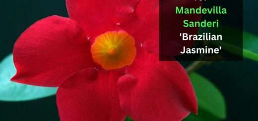 How to Grow & Care for Mandevilla Sanderi 'Brazilian Jasmine'