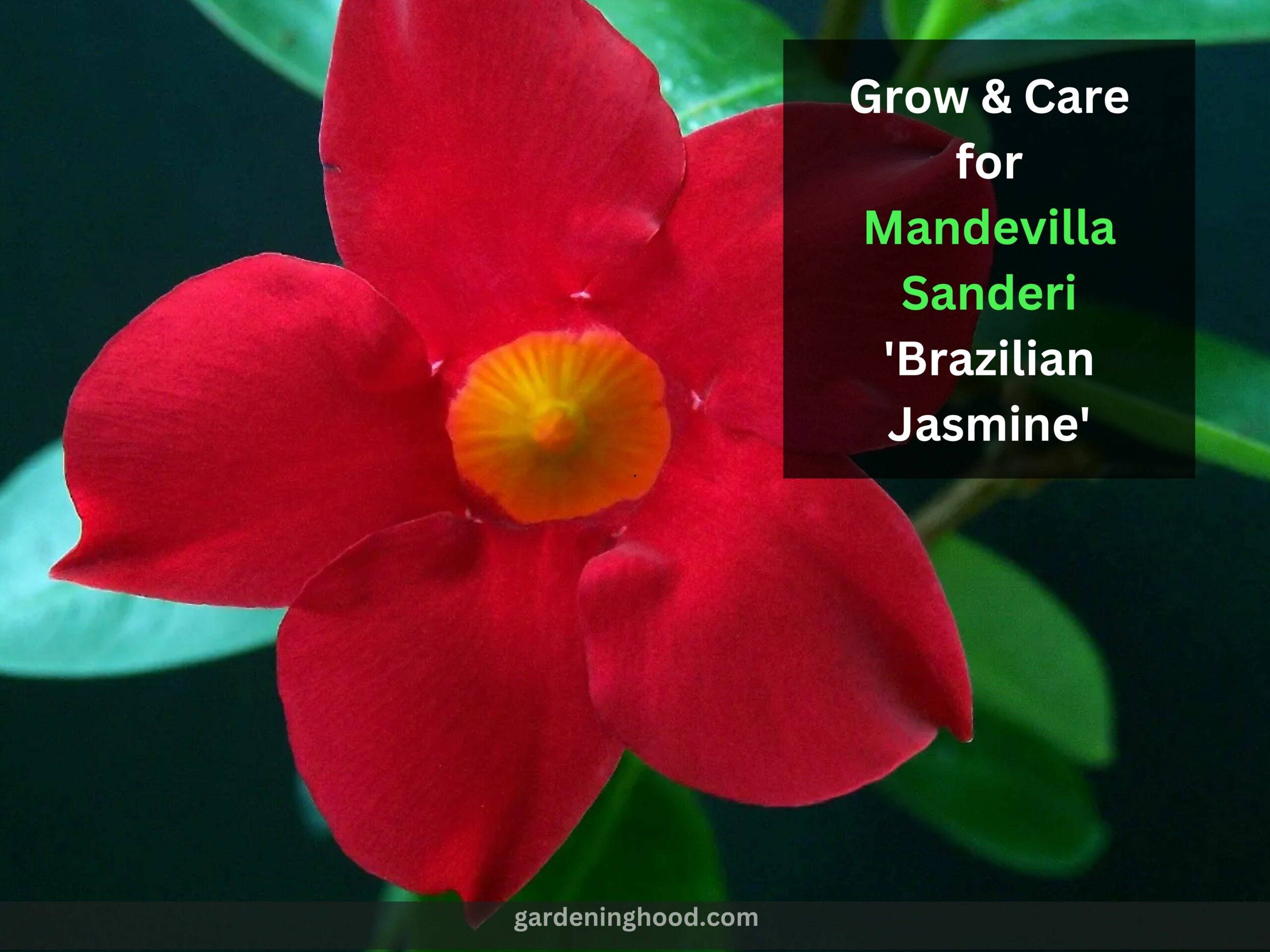 How to Grow & Care for Mandevilla Sanderi 'Brazilian Jasmine'