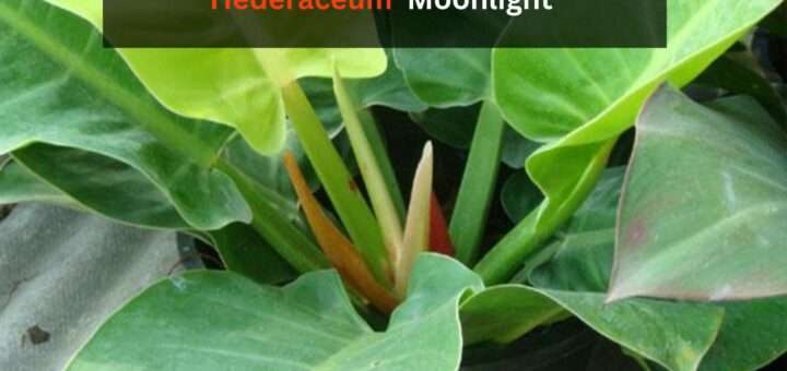 How to Grow & Care for Philodendron Hederaceum 'Moonlight'