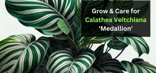 How to Grow & Care for Calathea Veitchiana 'Medallion' (2023)